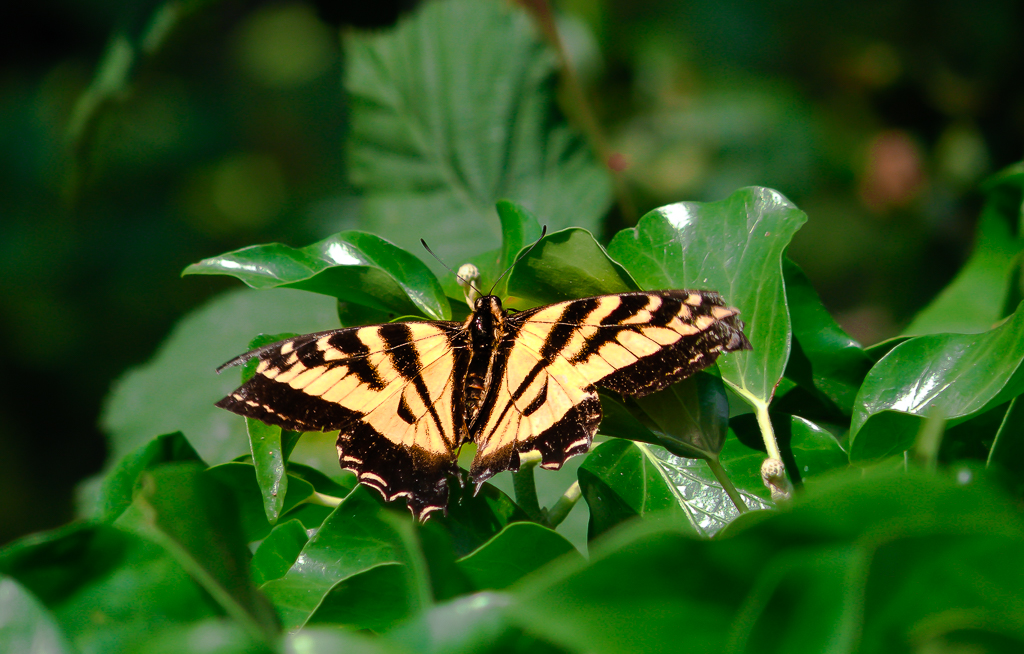 YELLOW BUTTERFLY, BUTTERFLY, FourPoint-Photography